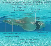 Course 100% Particular Swimming Dans Un Basin Pour Vous Seul